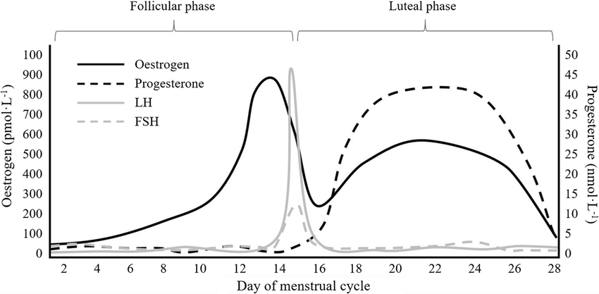 Graphical representation of Hormone change during a menstrual cycle.