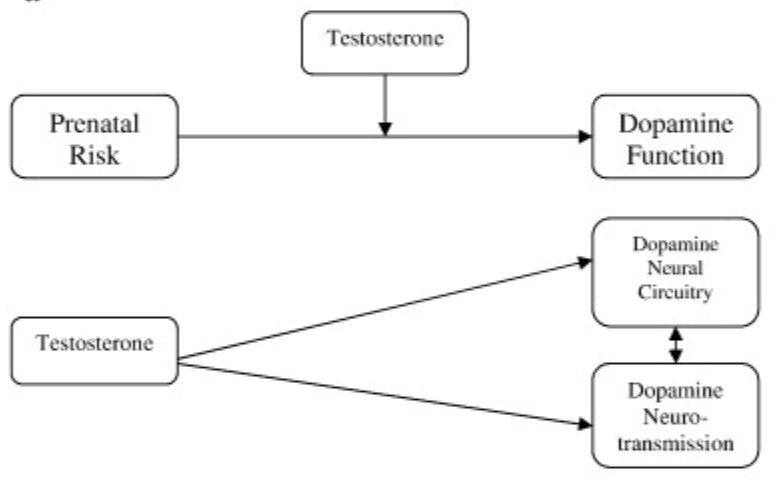 Potential prenatal testosterone influence on dopamine neurotransmission in ADHD.